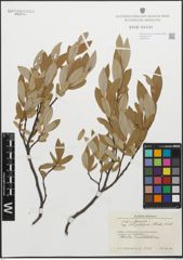Foto von Salix glauca subsp. stipulifera (Flod. ex Häyrén) Hiitonen